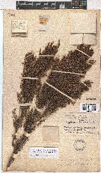 Erica urceolata image