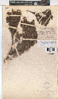 Erica urceolata image