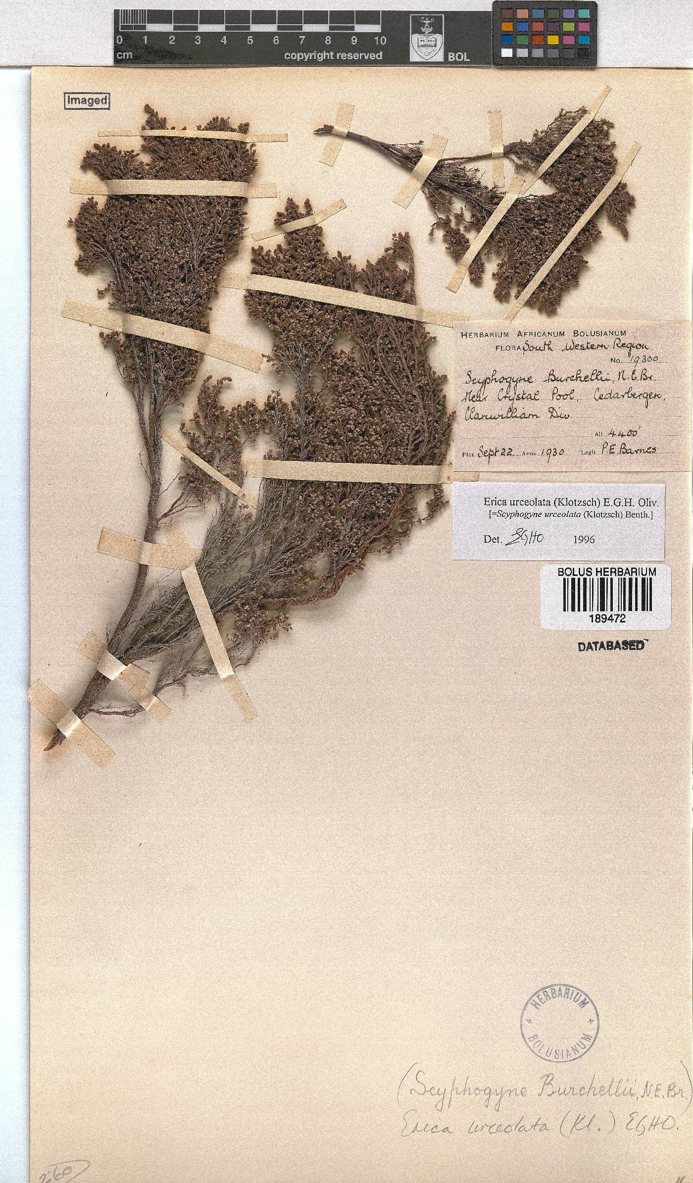 Erica urceolata image