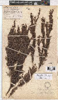 Erica urceolata image