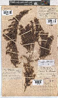 Erica urceolata image