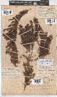 Erica urceolata image