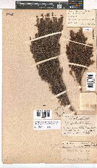 Erica urceolata image