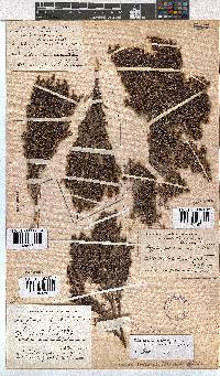 Erica urceolata image