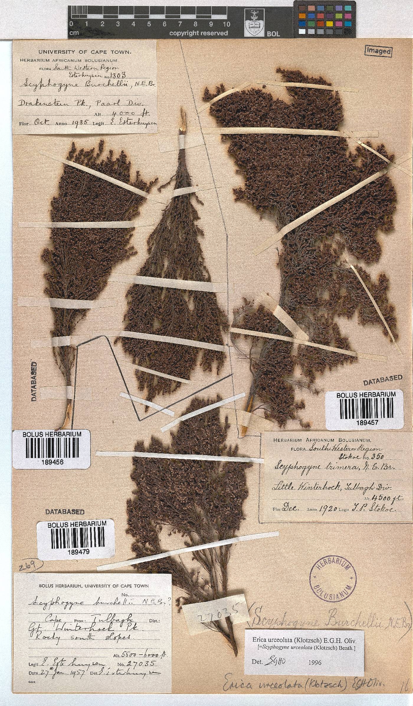 Erica urceolata image