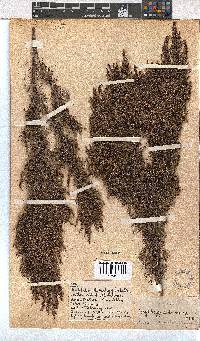 Erica urceolata image