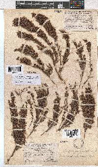 Erica urceolata image