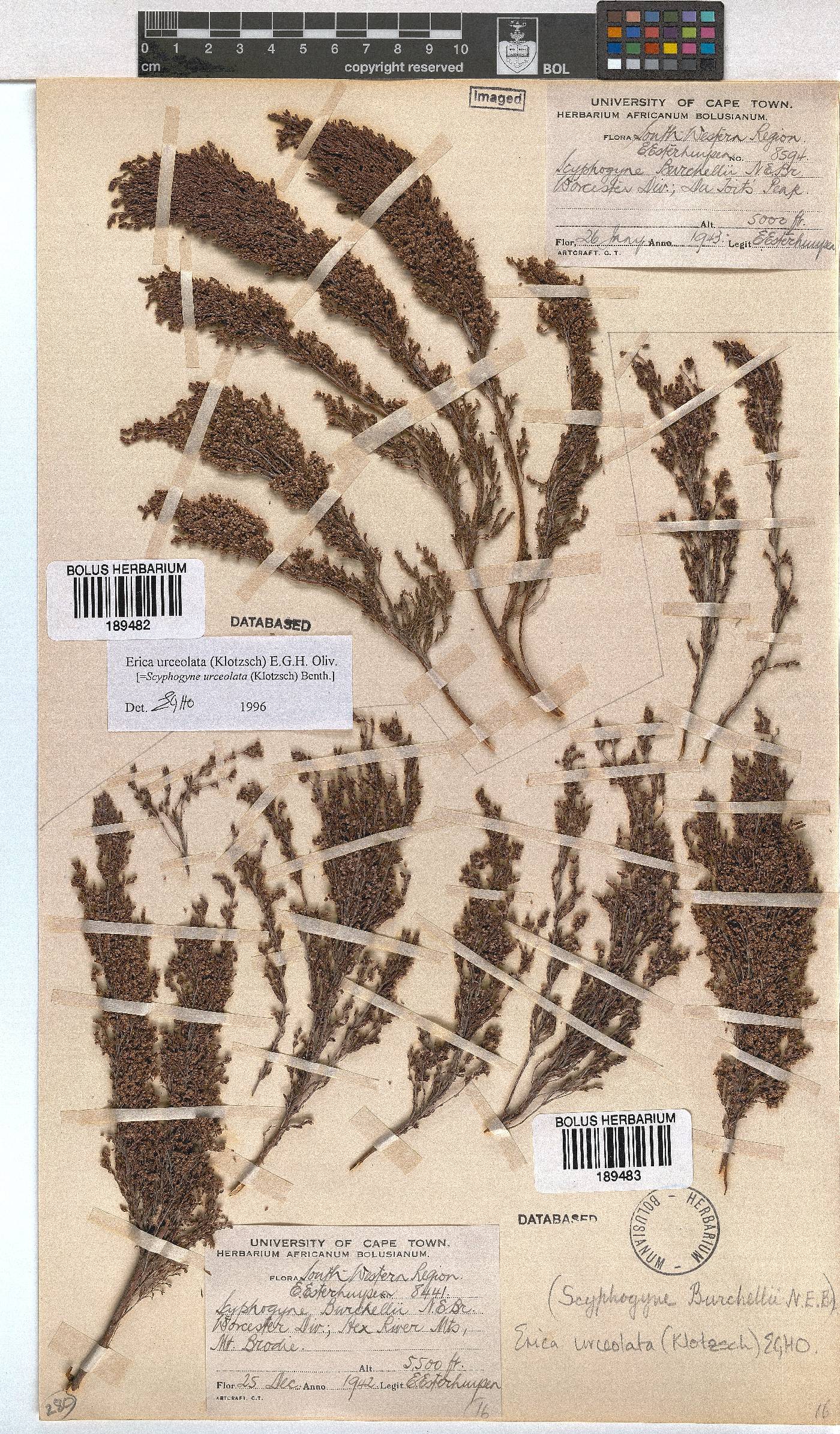 Erica urceolata image