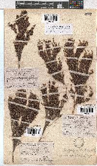 Erica urceolata image