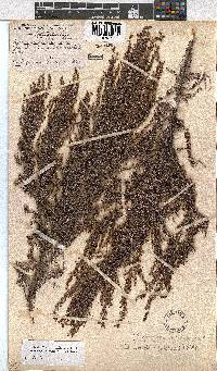 Erica urceolata image