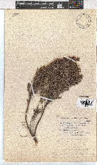 Erica urceolata image