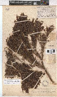 Erica urceolata image