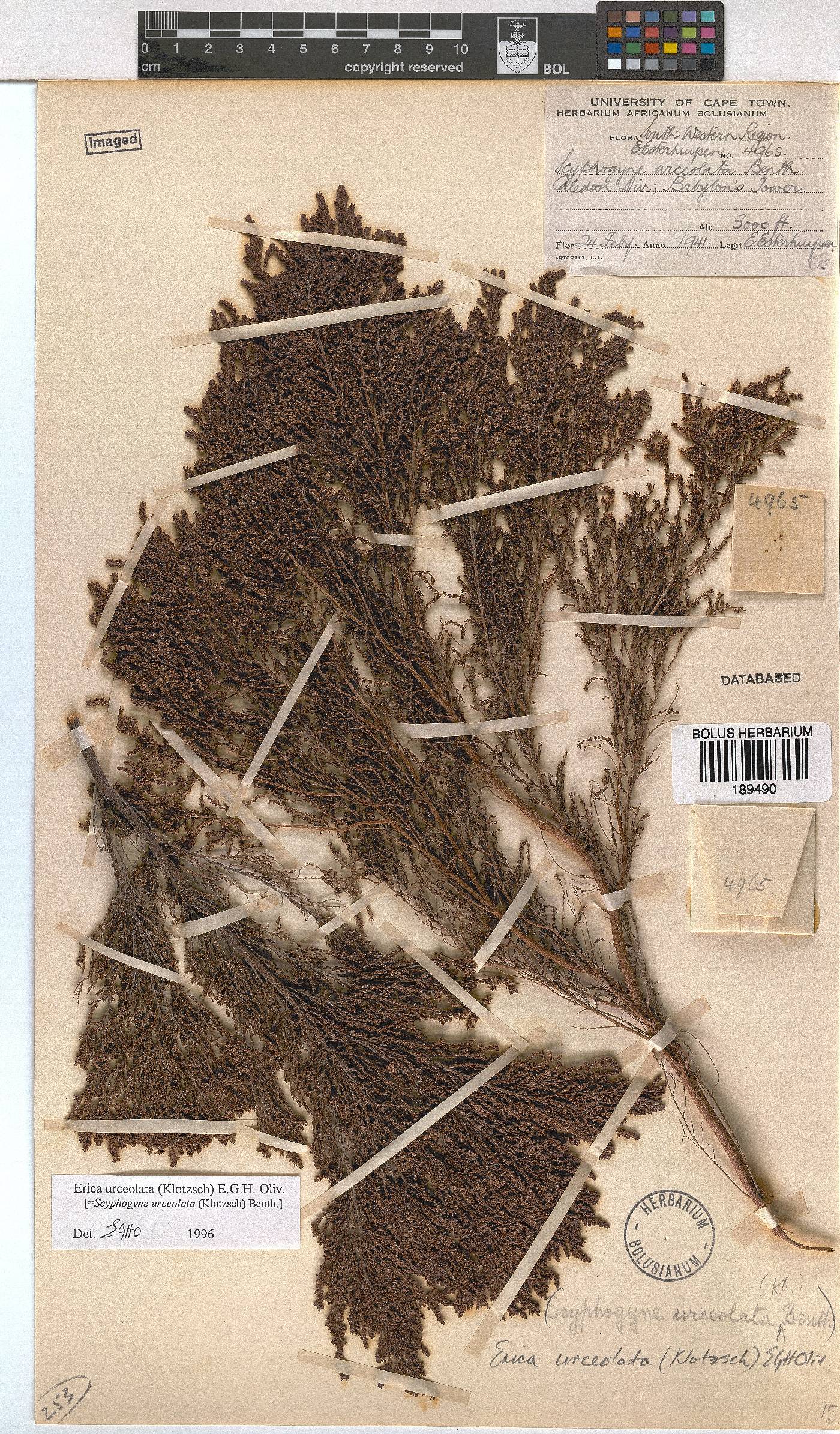 Erica urceolata image