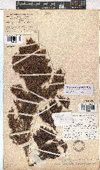 Erica urceolata image