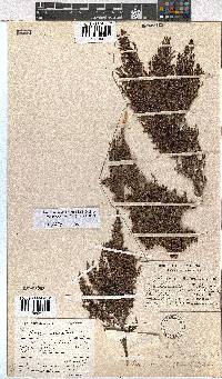 Erica urceolata image