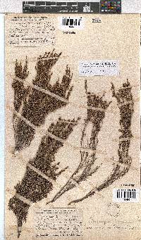 Erica urceolata image