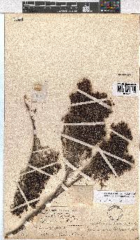 Erica urceolata image