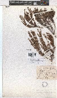 Erica urceolata image