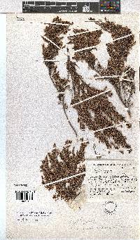 Erica urceolata image