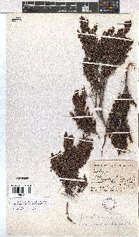 Erica urceolata image