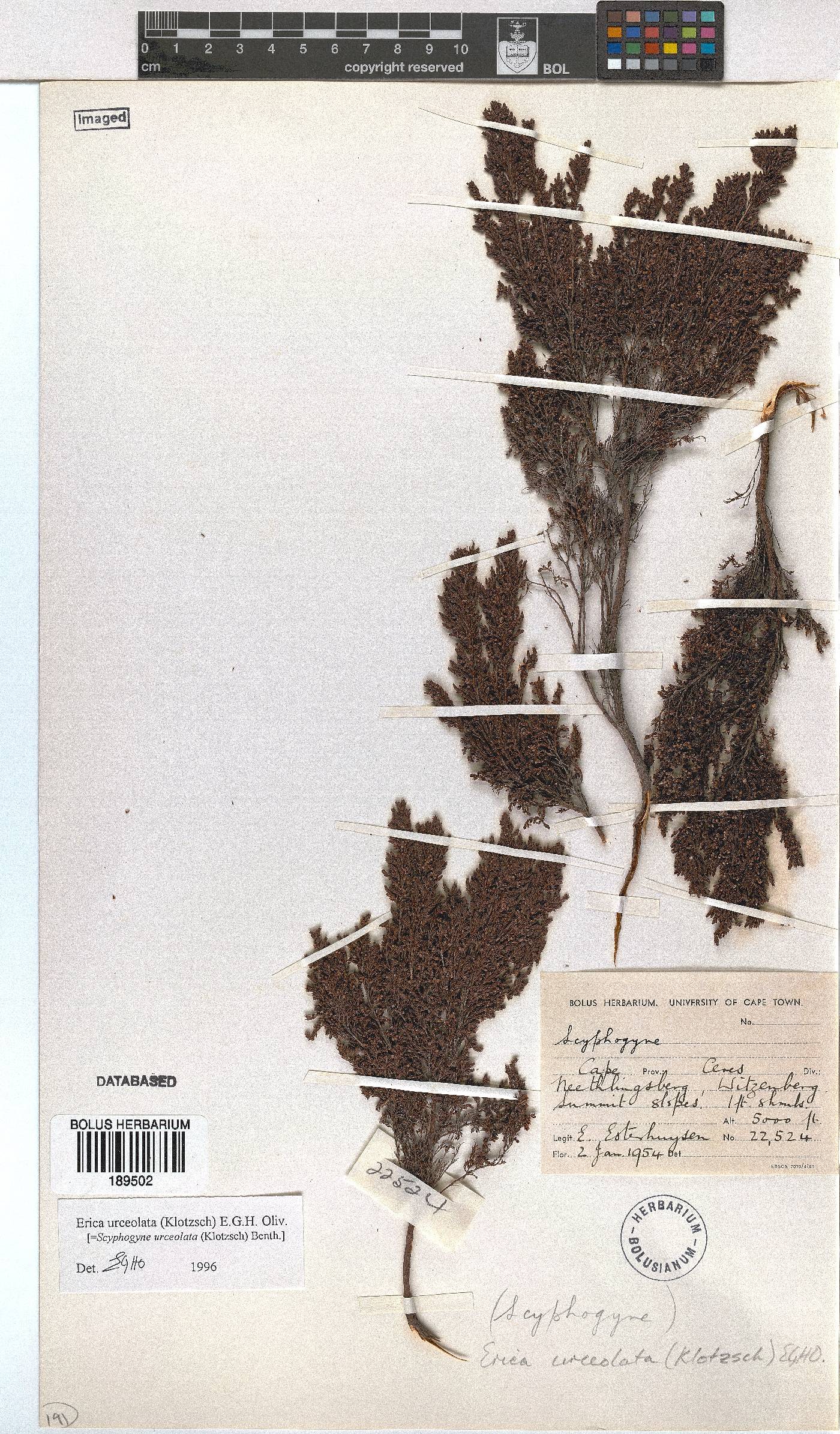 Erica urceolata image