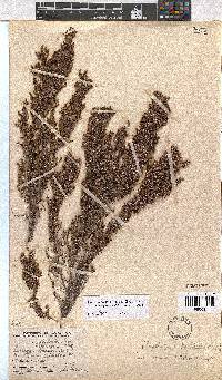 Erica urceolata image