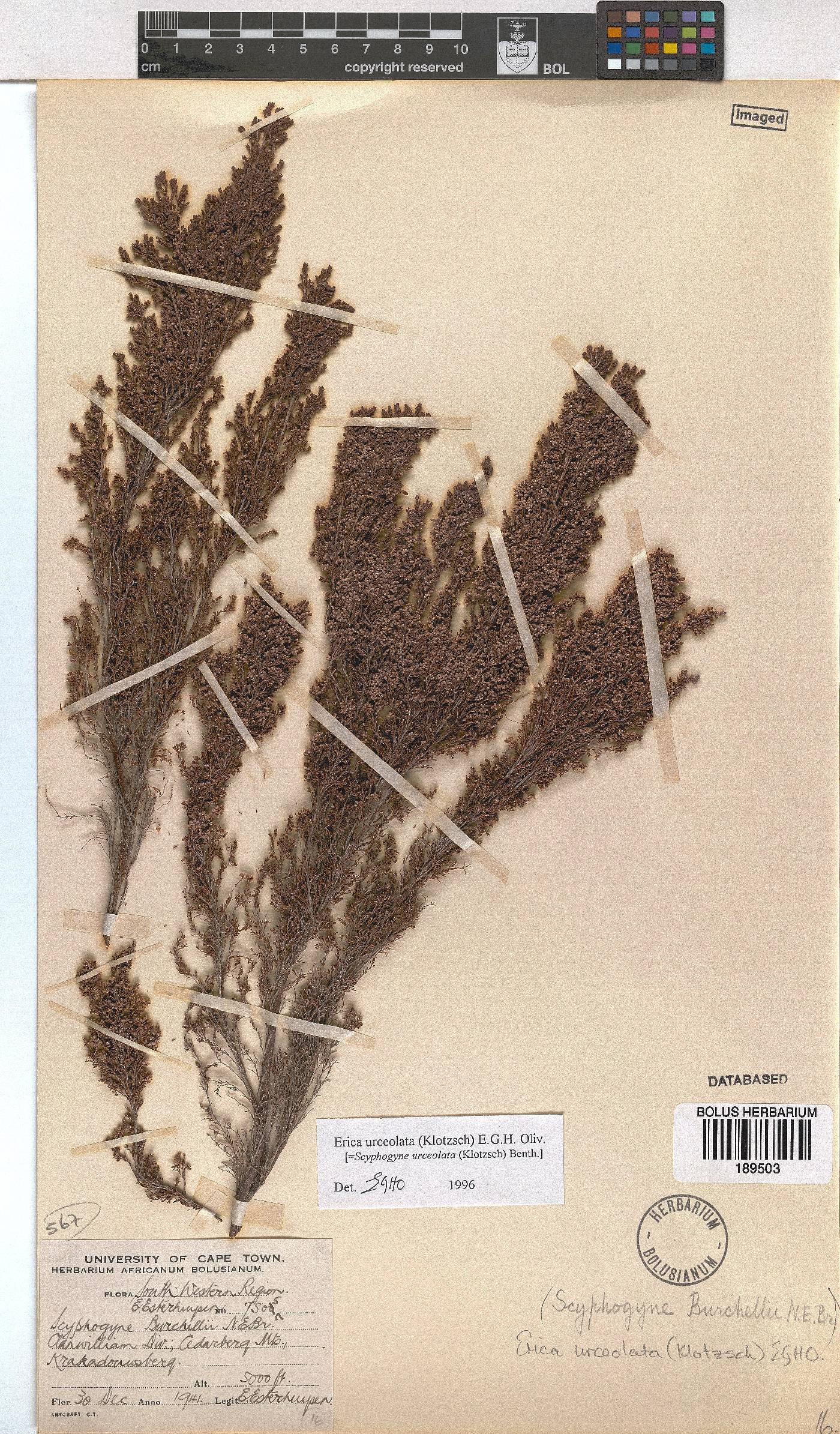 Erica urceolata image