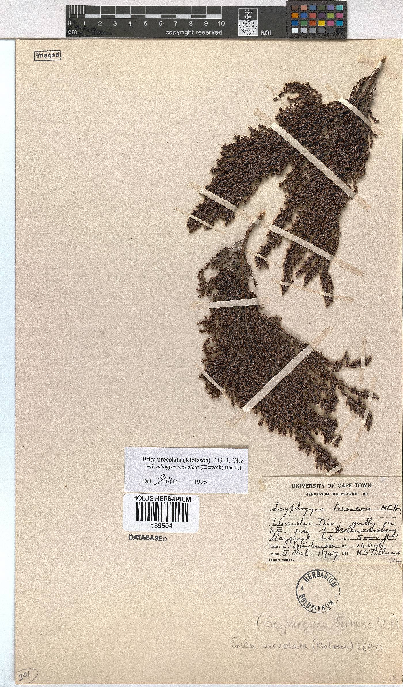 Erica urceolata image