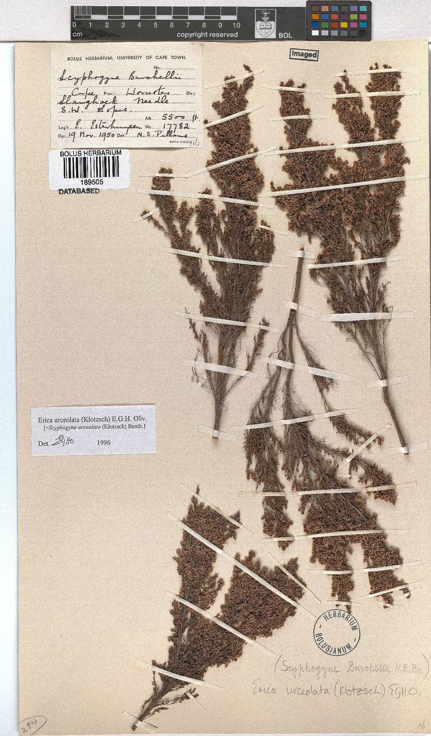 Erica urceolata image