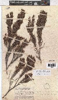 Erica urceolata image