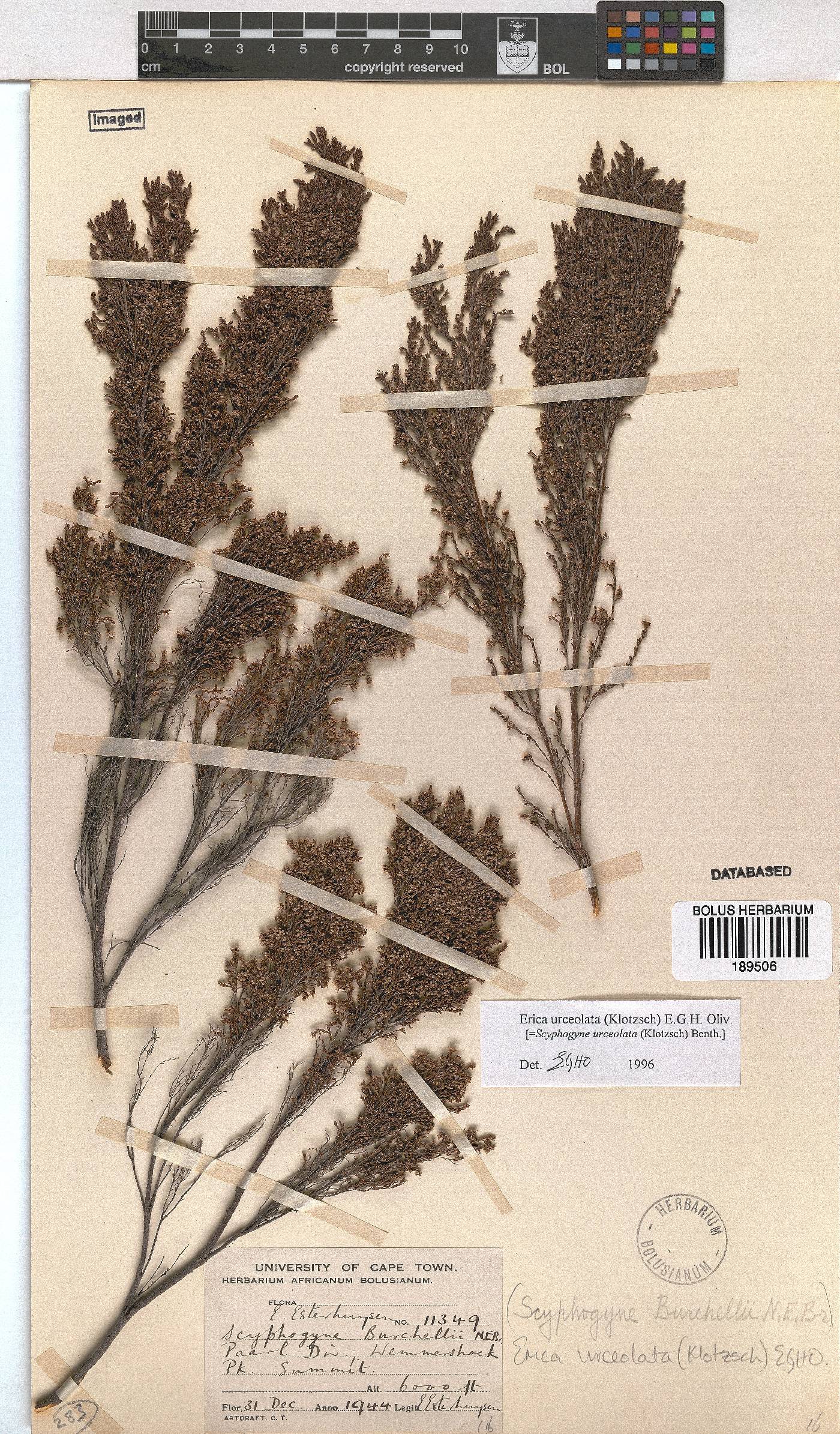Erica urceolata image