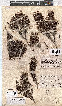 Erica urceolata image