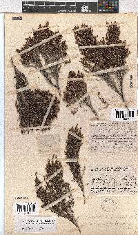 Erica urceolata image