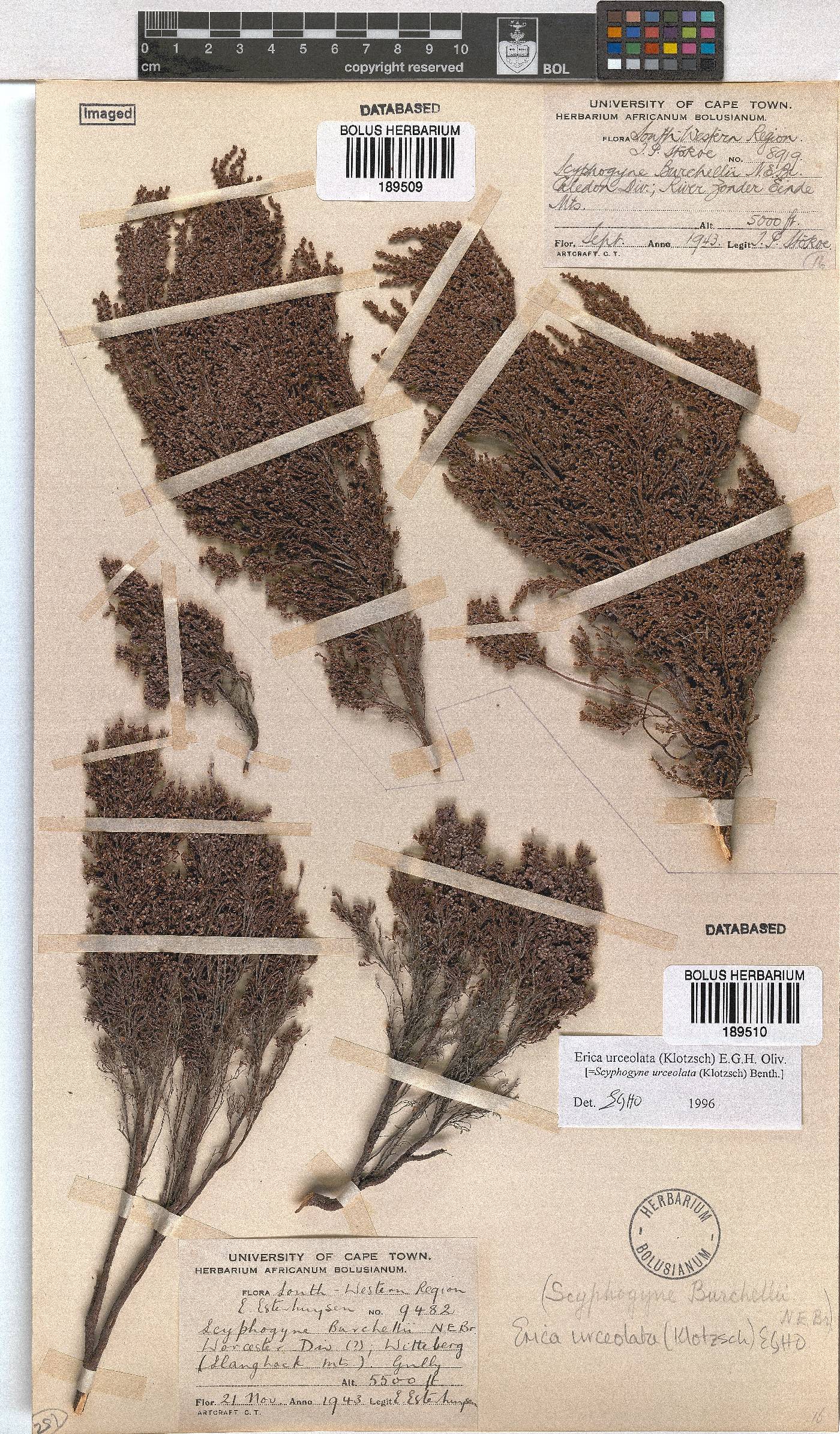 Erica urceolata image