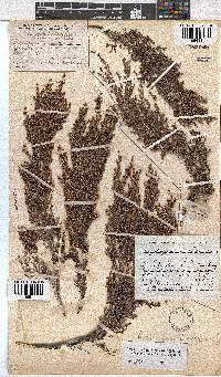 Erica urceolata image