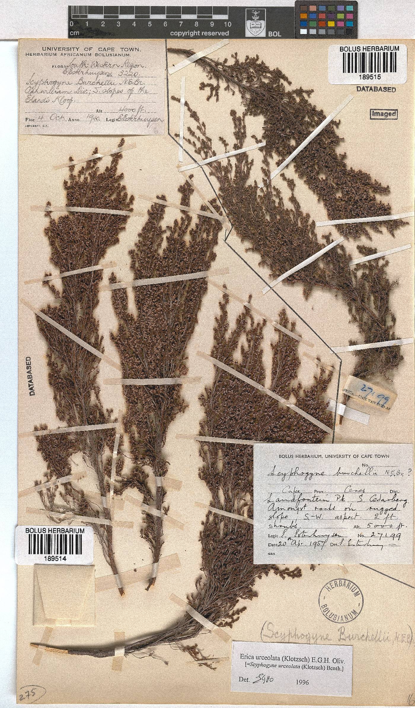 Erica urceolata image