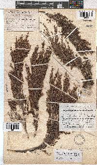 Erica urceolata image