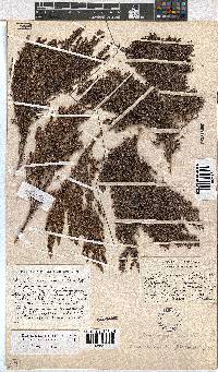 Erica urceolata image