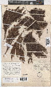 Erica urceolata image