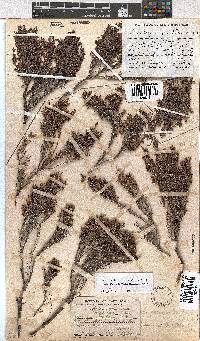 Erica urceolata image