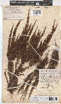 Erica urceolata image