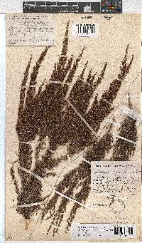 Erica urceolata image