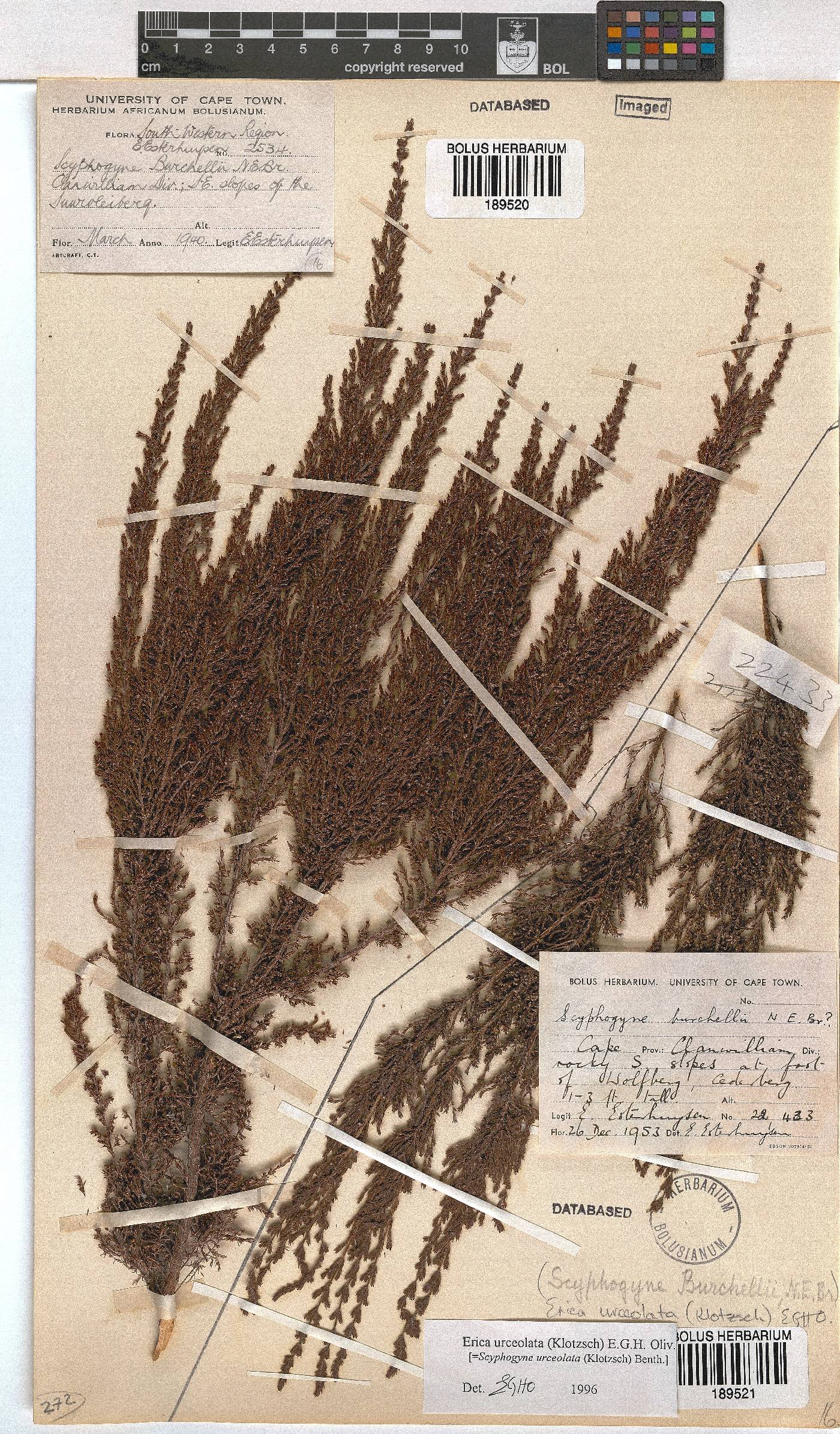 Erica urceolata image