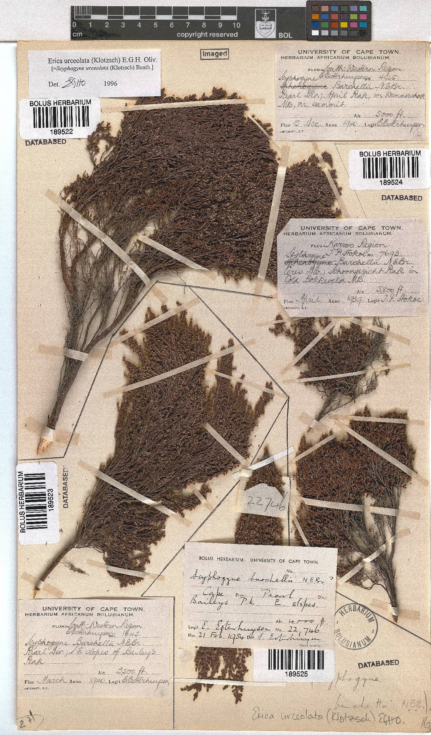 Erica urceolata image