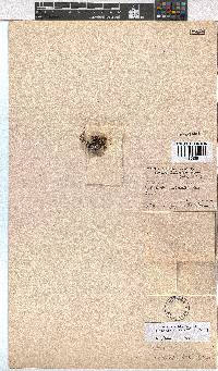 Erica urceolata image