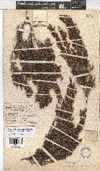 Erica urceolata image