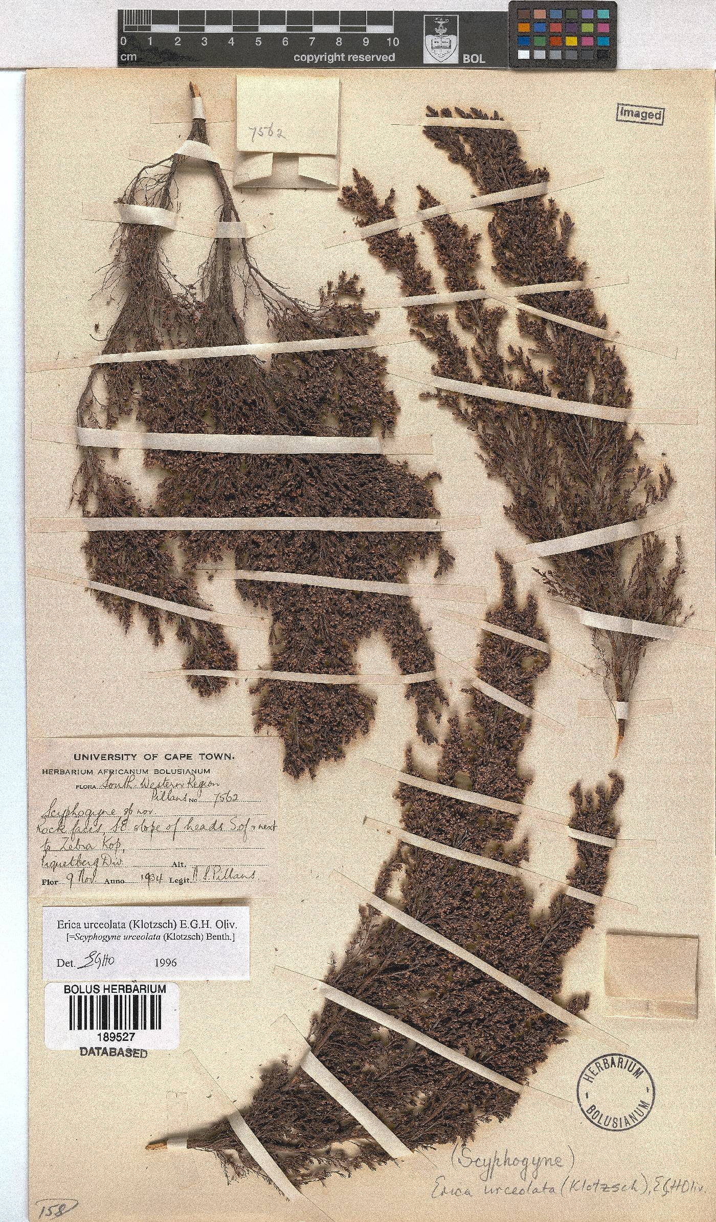 Erica urceolata image
