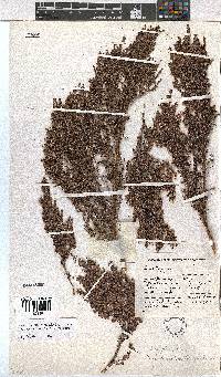 Erica urceolata image