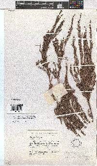 Erica urceolata image