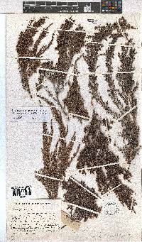 Erica urceolata image